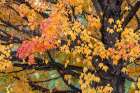 Red and yellow leaves on a fall maple tree, Kentucky Art Print